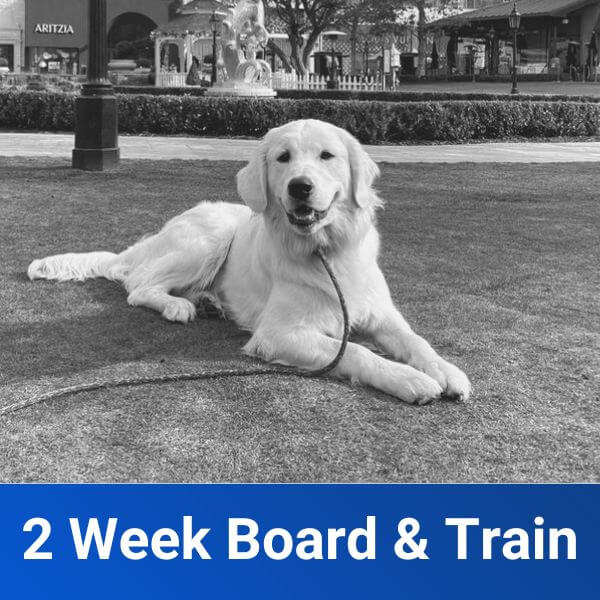 2 week board and train dog training