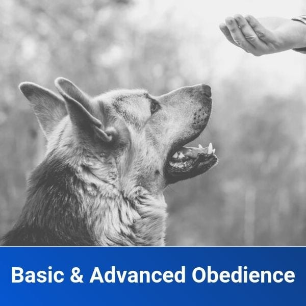 basic and advanced obedience dog training
