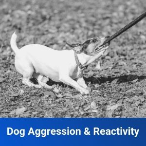 dog aggression reactivity dog training