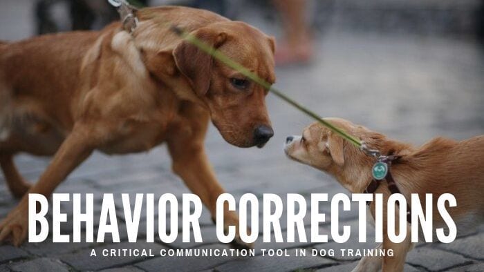 behavior corrections dog training