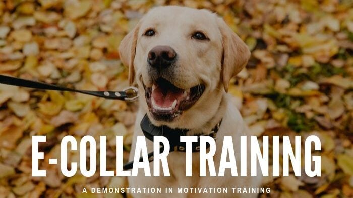 e collar dog training