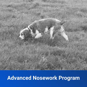 advanced nosework program dog training