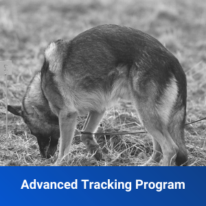 advanced tracking dog training program