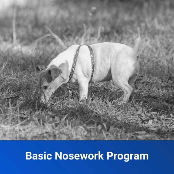 basic nosework program