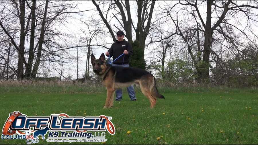 off leash k9 training before & after video image