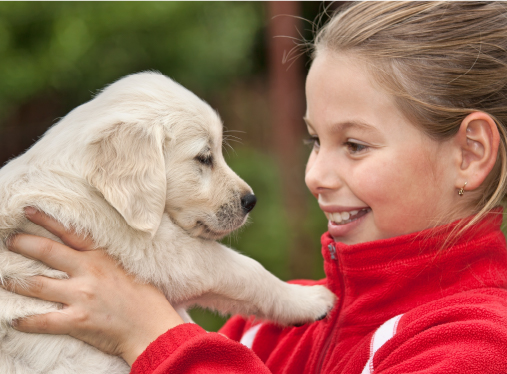 Pricing for Puppy Training