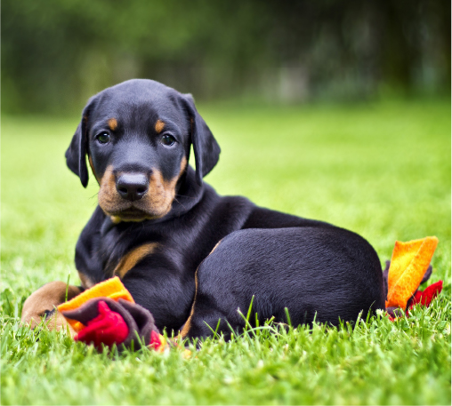 Why Choose Off Leash K9 Training for Puppy Training