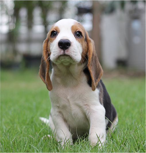 What's Included in Your Puppy Consultation: