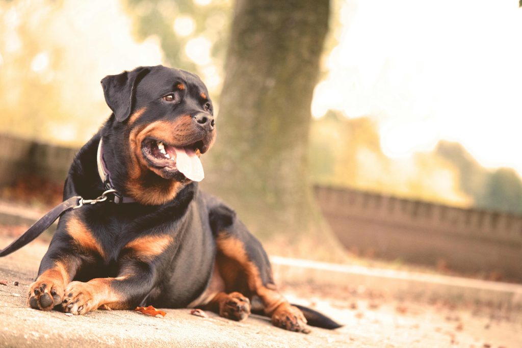dog resting in a park