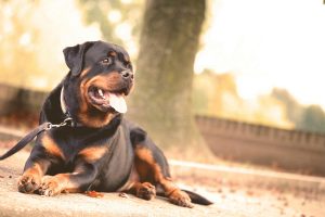dog resting in a park