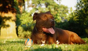 dog resting under shade after playing ball