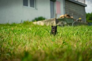 Backyard Safety for Dogs: BBQs, Kids, and Distractions