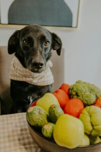 Summer food for dogs