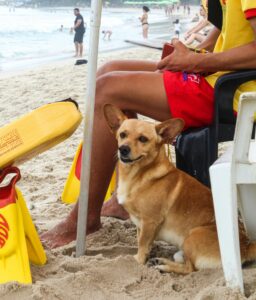 Water Safety for Dogs