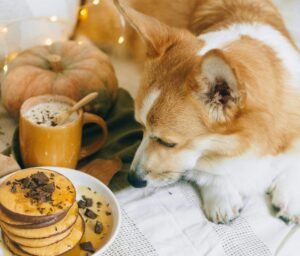 Summer food for dogs
