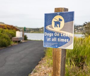 Water Safety for Dogs