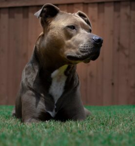 Backyard Safety for Dogs: BBQs, Kids, and Distractions