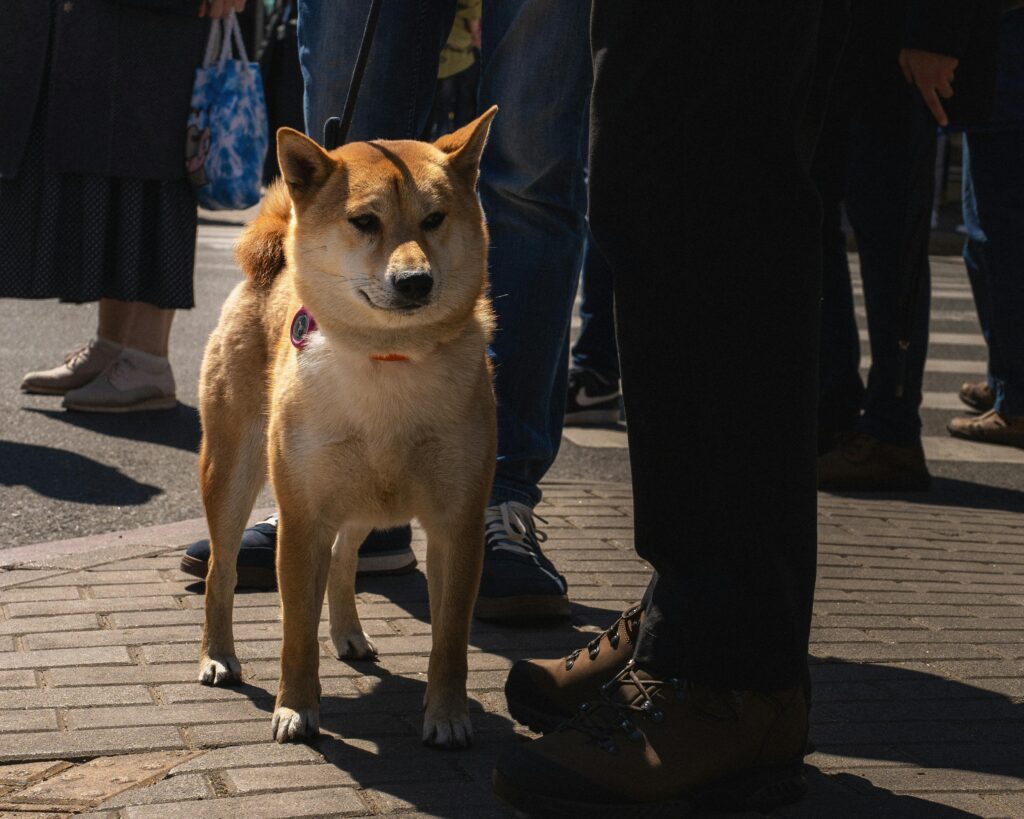 Socialization Secrets: 7 Powerful Ways to Transform Your Dog’s Confidence in Public