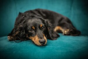Preparing Your Dog for Back-to-School Schedule Changes