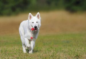 6 Incredible Dog-Friendly Places in Columbus to Practice Obedience