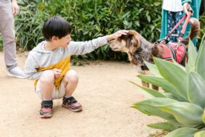 Training Tips for Families With Kids and Dogs: Setting the Whole Pack Up for Success