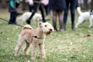 Dog Parks vs. Structured Play: What’s Better for Training?
