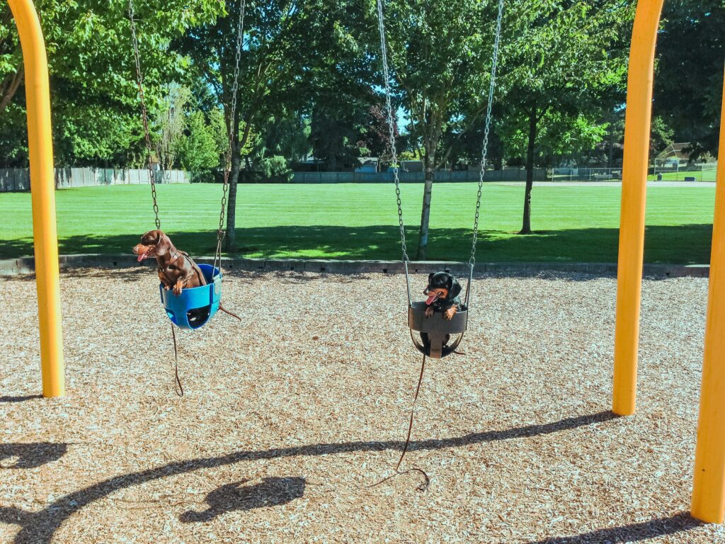 Dog Parks vs. Structured Play: What’s Better for Training?