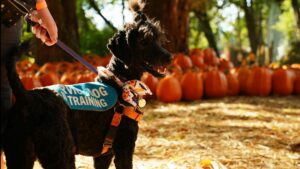 Obedience Training: A Powerful Lifelong Journey
