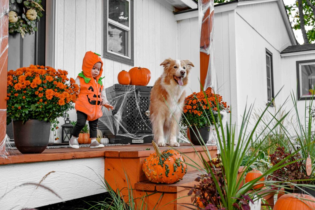 Halloween & Dogs: Costumes, Candy, and Chaos