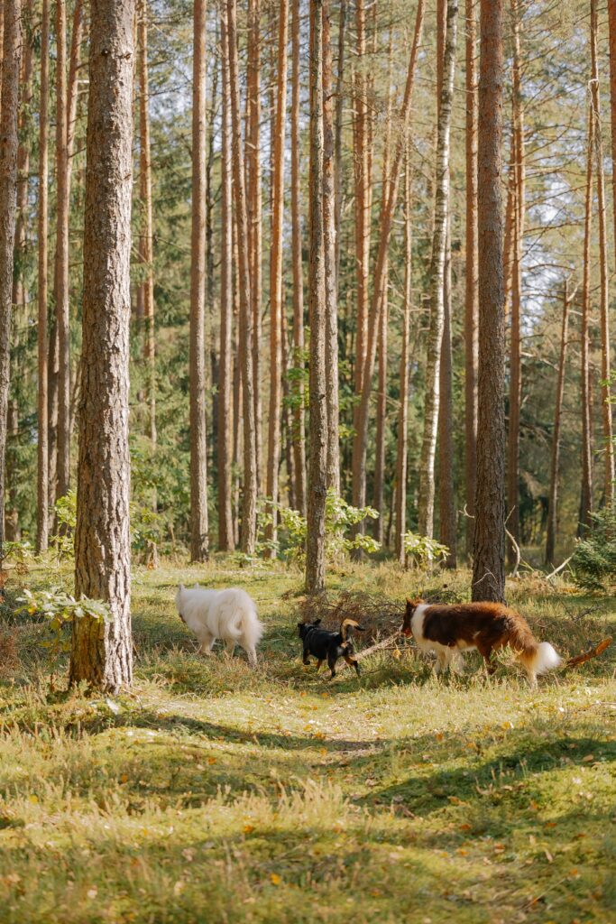 Multi-Dog Success: Expert Training Tips for a Happy Pack