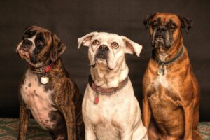 How to Introduce a New Dog Into Your Household
