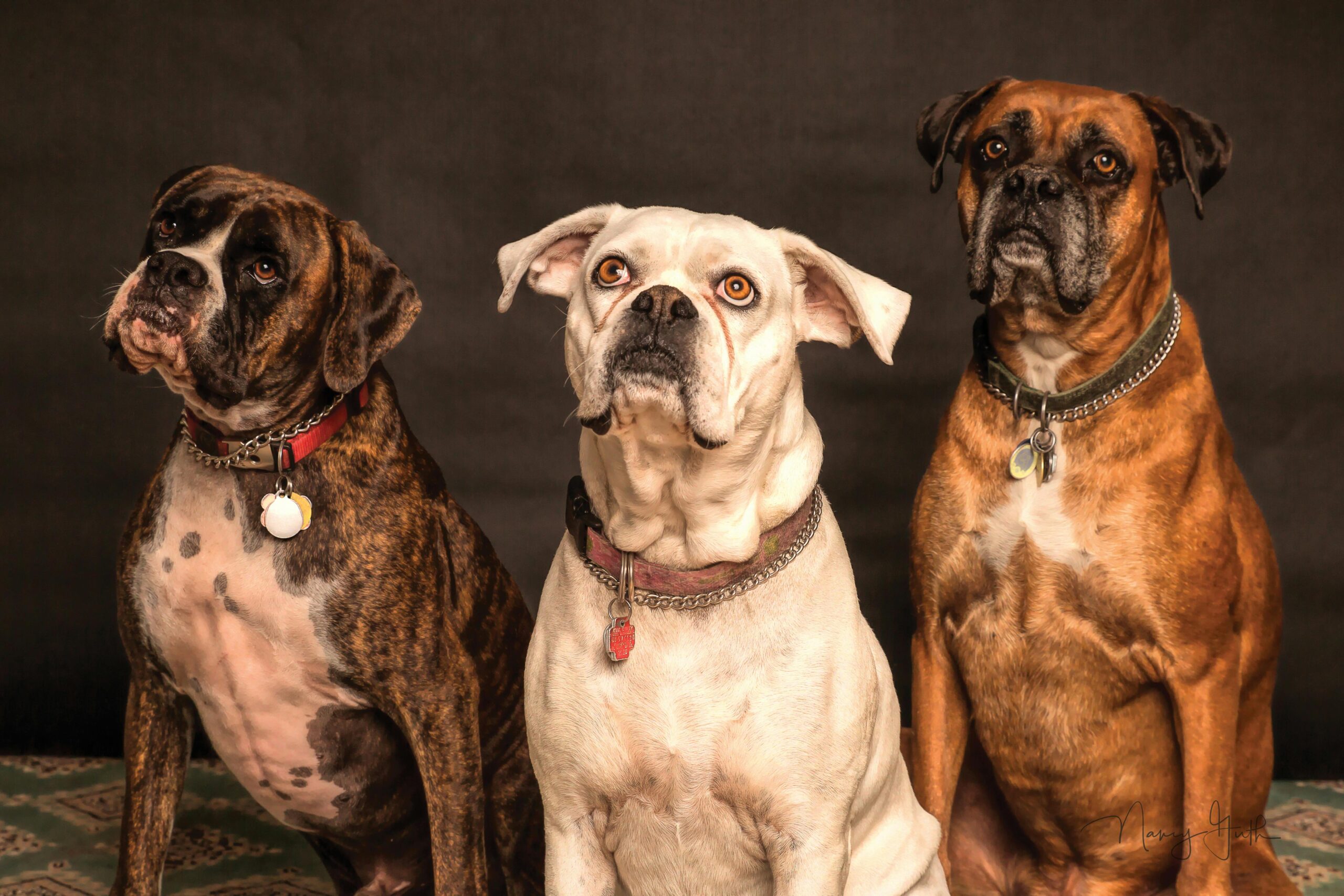 How to Introduce a New Dog Into Your Household