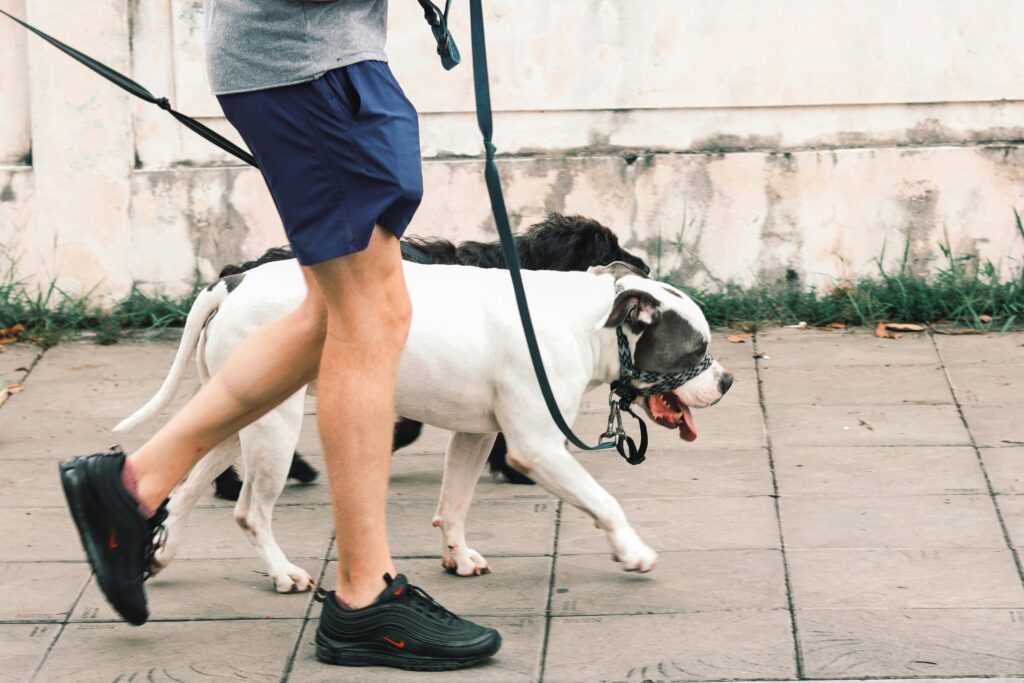Leash Reactivity: Powerful Causes, Fixes, and Myths Explained