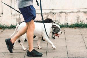Leash Reactivity: Powerful Causes, Fixes, and Myths Explained