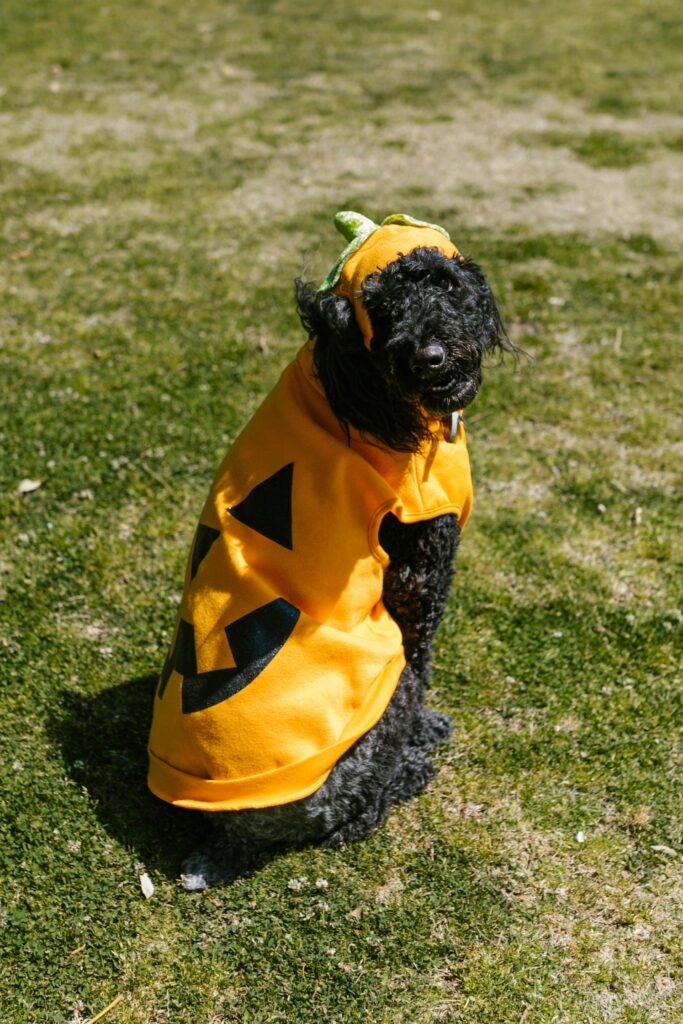 Halloween & Dogs: Costumes, Candy, and Chaos