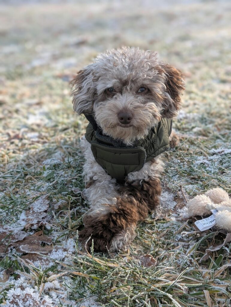 Winter Dog Training: Why Cold Months Are Perfect for Maximum Progress